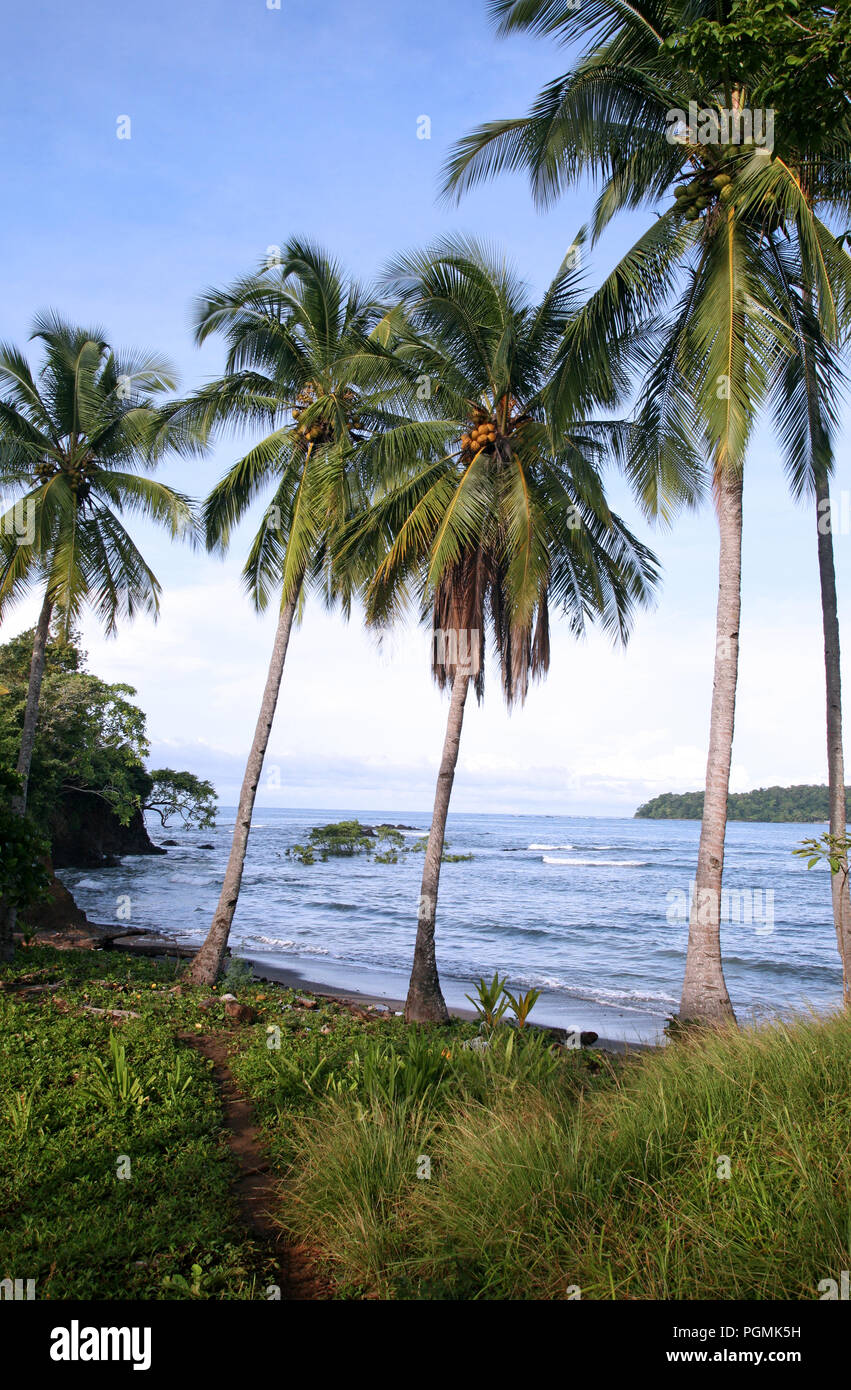 Chemin panoramique à travers les cocotiers de la plage de Santa Catalina, Panama Banque D'Images
