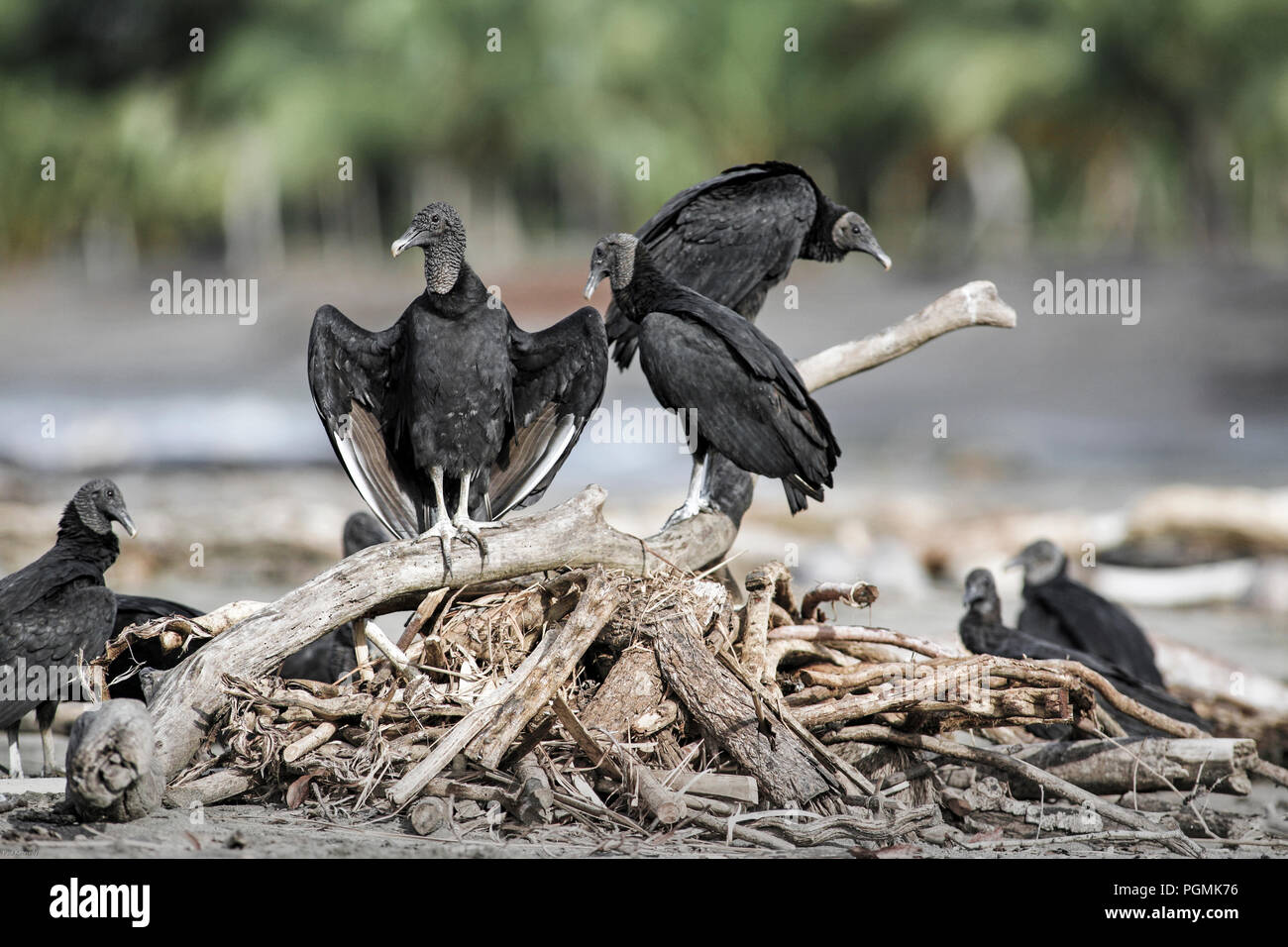 Vautours noirs américains (Coragyps atratus) sur la plage de Santa Catalina, Panama Banque D'Images