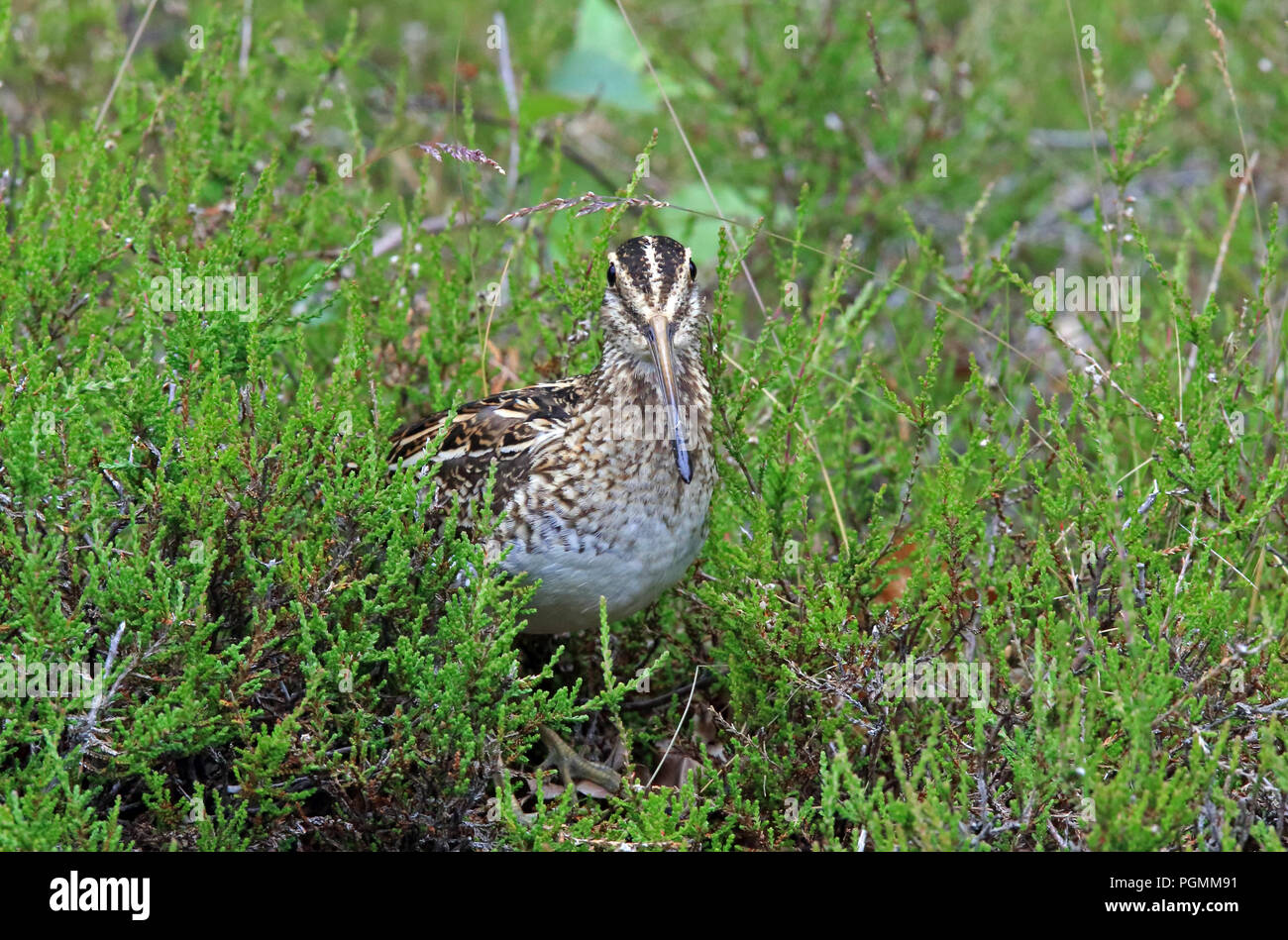 La bécassine commune, Gallinago gallinago, se cachant dans Heather Banque D'Images