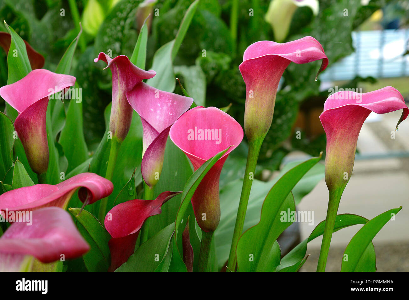 Nom latin d'arum Zantedeschia Sumatra Banque D'Images