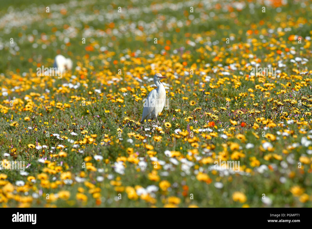 Héron garde-boeuf dans les fleurs de printemps dans le Parc National de la Côte Ouest Banque D'Images