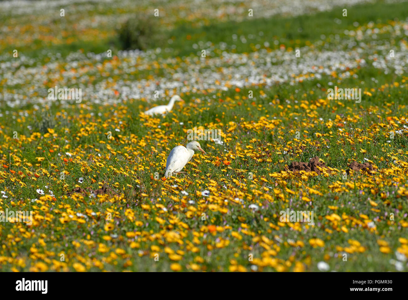 Héron garde-boeuf dans les fleurs de printemps dans le Parc National de la Côte Ouest Banque D'Images