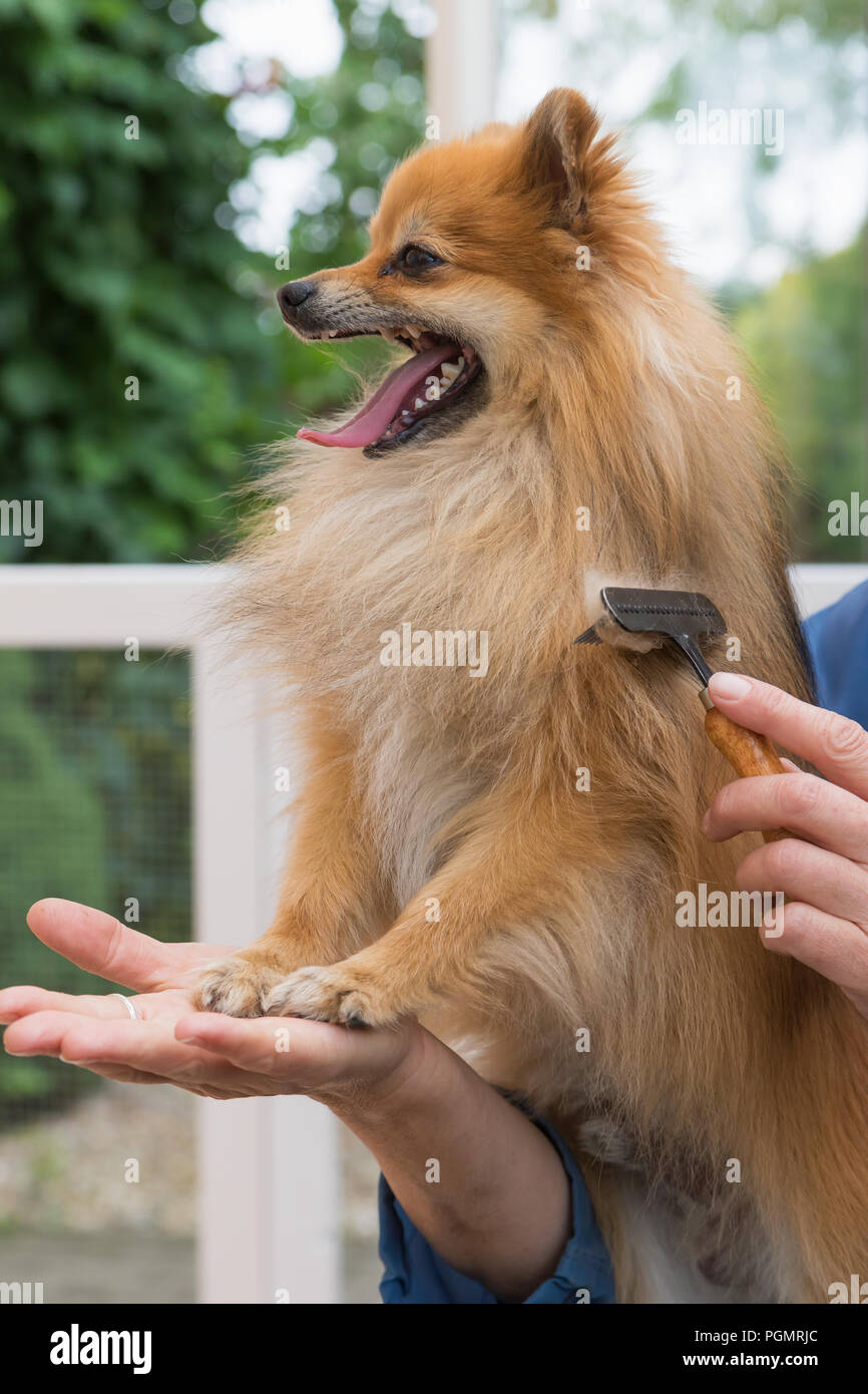 Vue de côté du chien Spitz Pomeranian souriant est debout appuyé contre un toiletteur la main. Verticalement. Banque D'Images