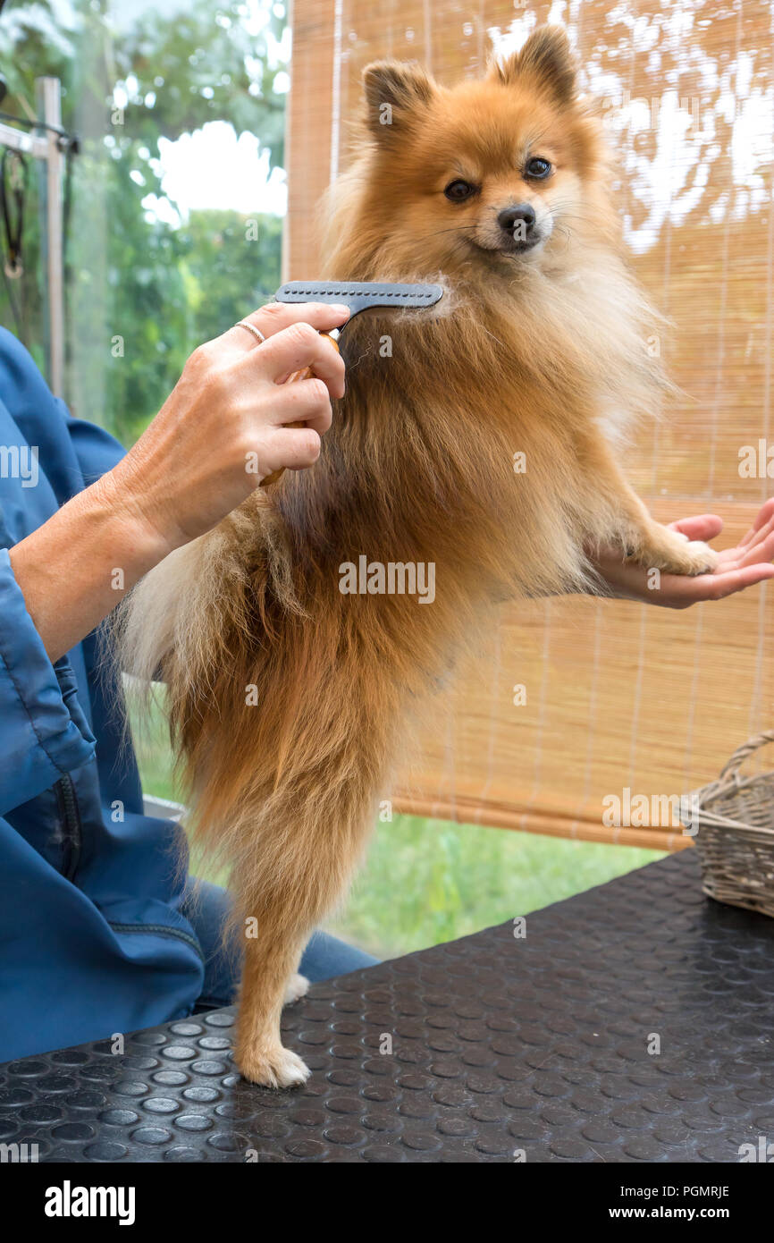 Spitz Pomeranian dog pose debout appuyé contre un groomer's main et est à la recherche de l'appareil photo. Verticalement. Banque D'Images