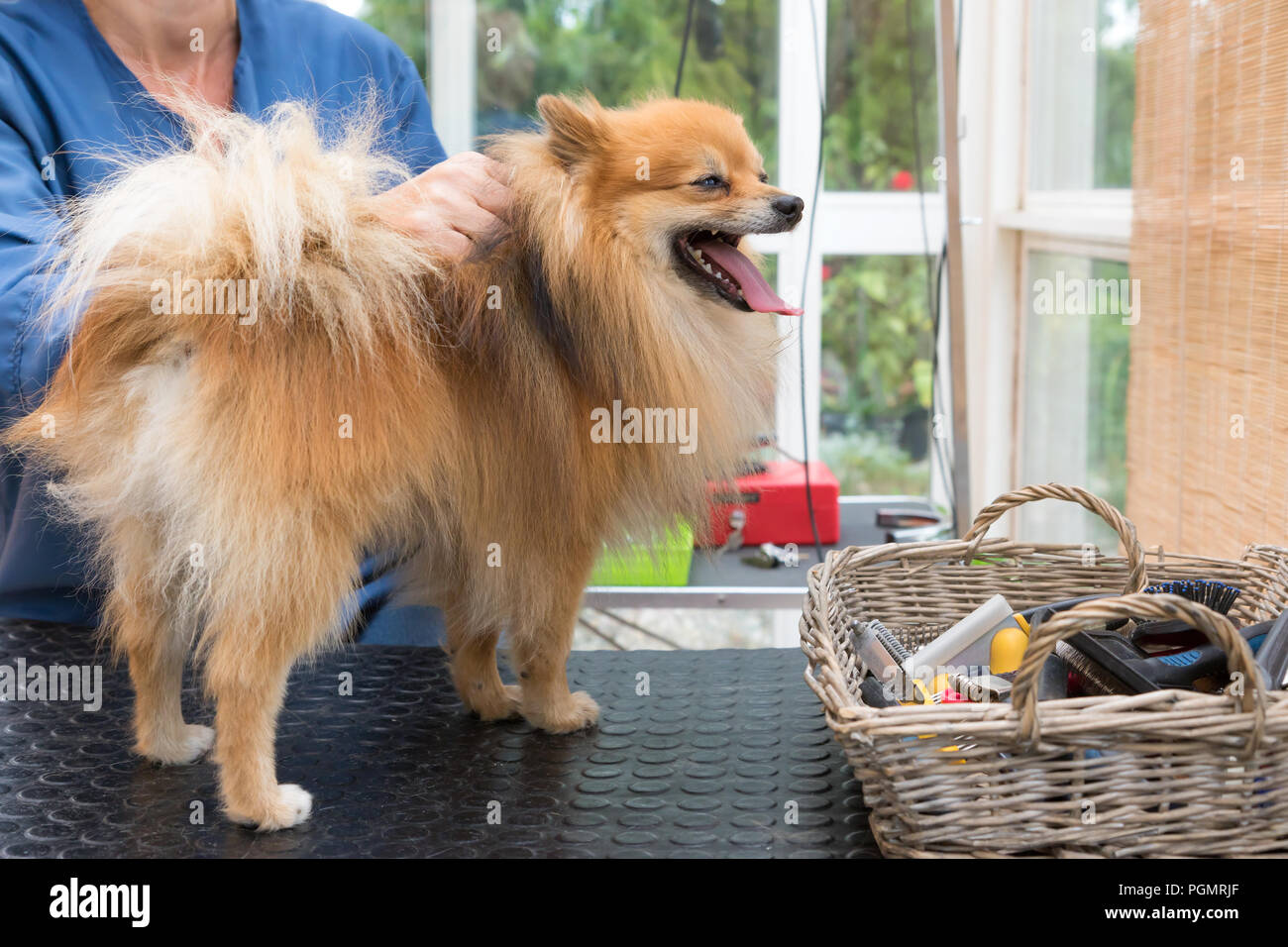 Smiling Spitz Pomeranian dog est debout sur la table de toilettage. À l'horizontale. Banque D'Images