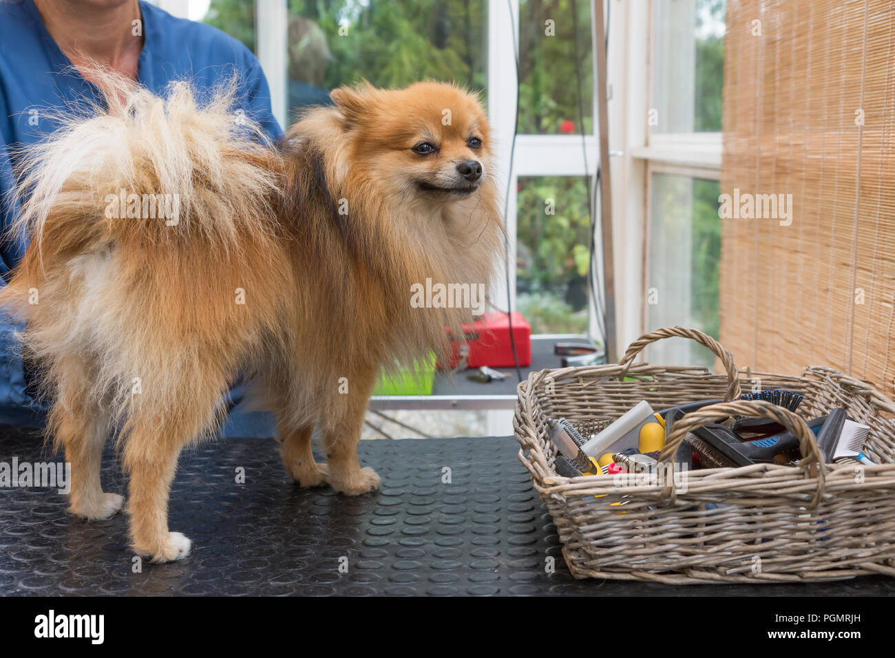 Spitz Pomeranian dog pose à la table de toilettage. À l'horizontale. Banque D'Images