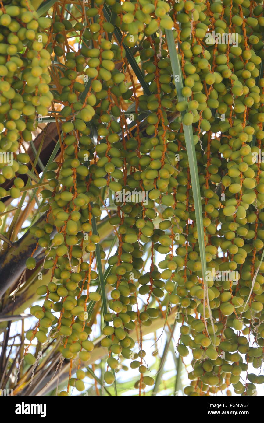 Fruit de palme Banque D'Images