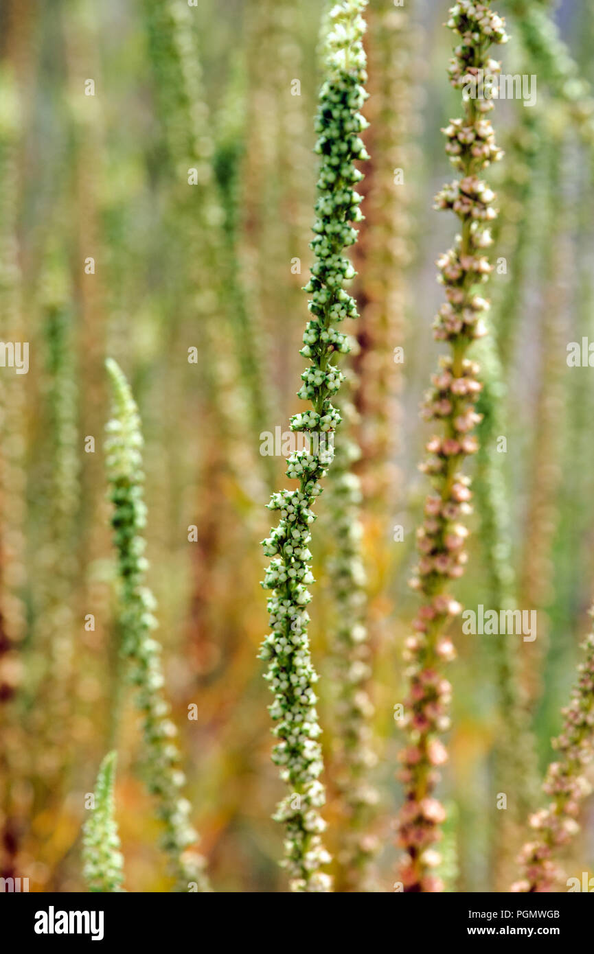 Reseda luteola ou Resedinine, noms communs : Dyer's rocket, Dyer, mauvaises herbes, soudure, et mauvaises herbes woold jaune. Banque D'Images