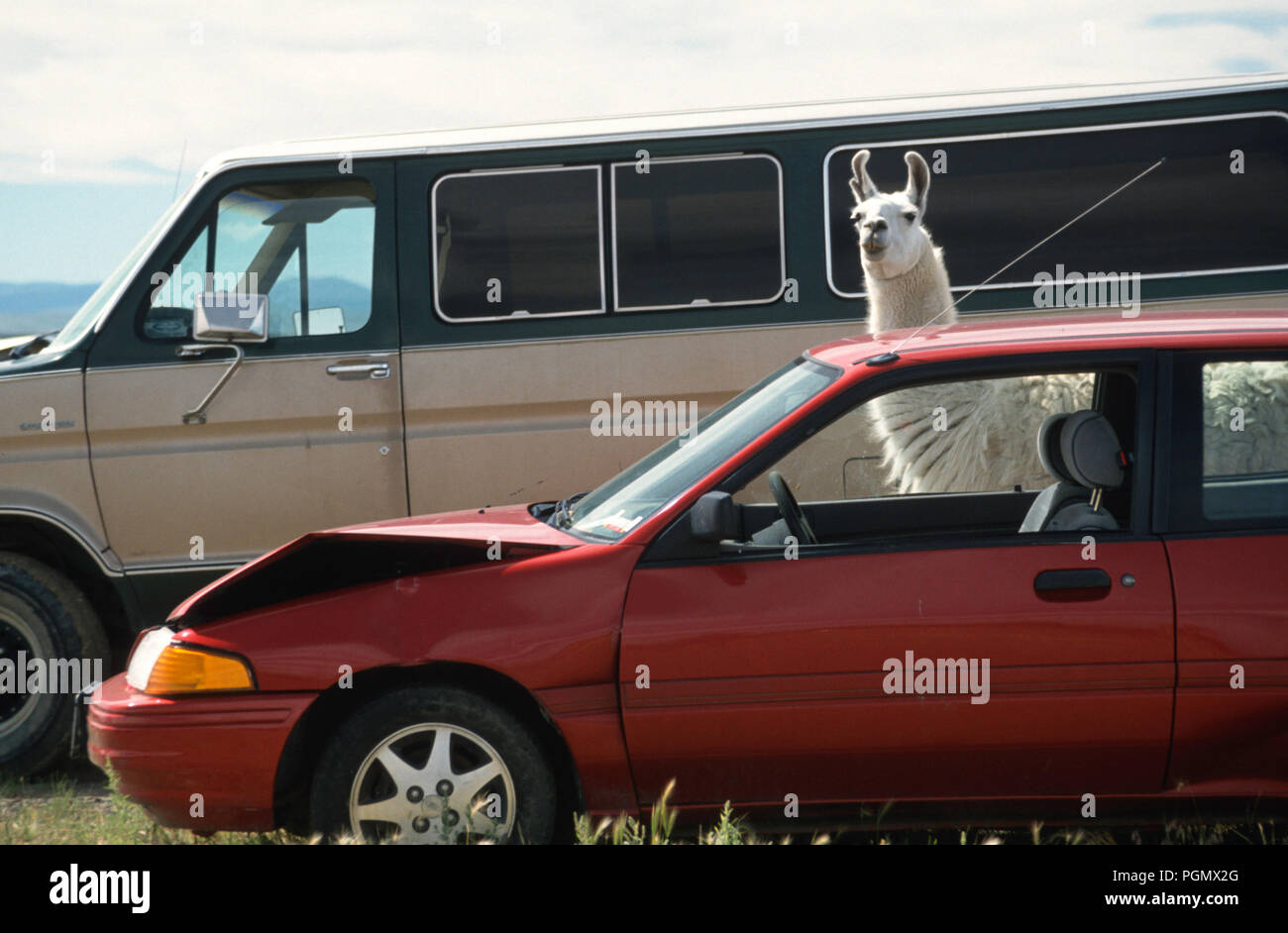 Llama de sécurité en service dans une casse, USA Banque D'Images