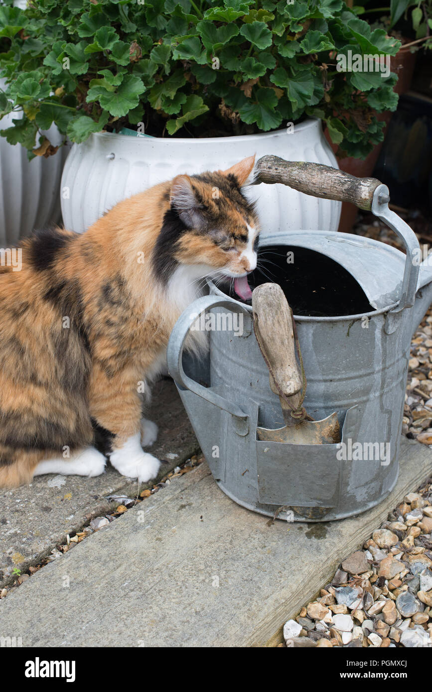 Un Chat Angora Turc Age De 14 Ans De Boire D Un Arrosoir En Zinc Dans Un Jardin Prive Dans La Region De Sussex Uk Photo Stock Alamy