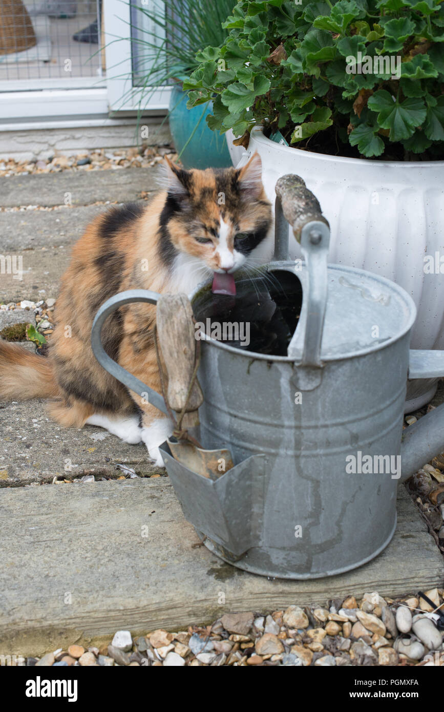 Un Chat Angora Turc Age De 14 Ans De Boire D Un Arrosoir En Zinc Dans Un Jardin Prive Dans La Region De Sussex Uk Photo Stock Alamy