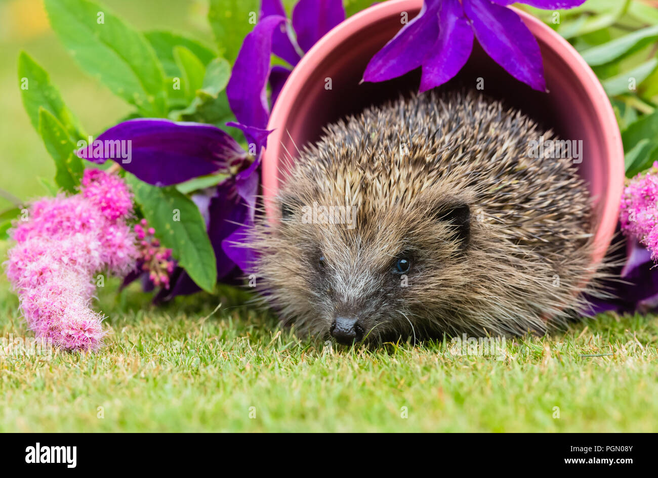 Hérisson En Fleurs D'été Photos & Hérisson En Fleurs D'été Images - Alamy