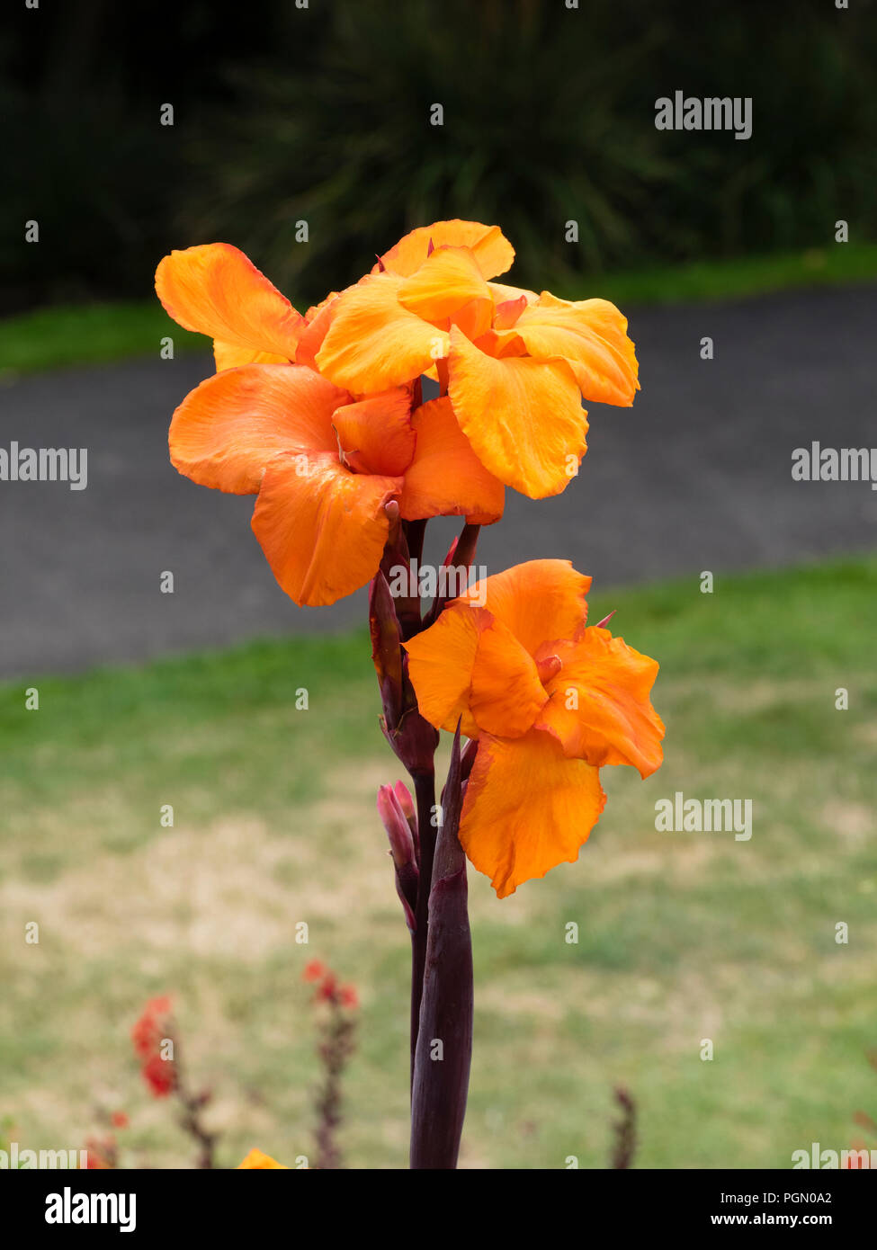 Fleurs d'orange de la demi-hardy, Canna 'exotiques' Wyoming Banque D'Images