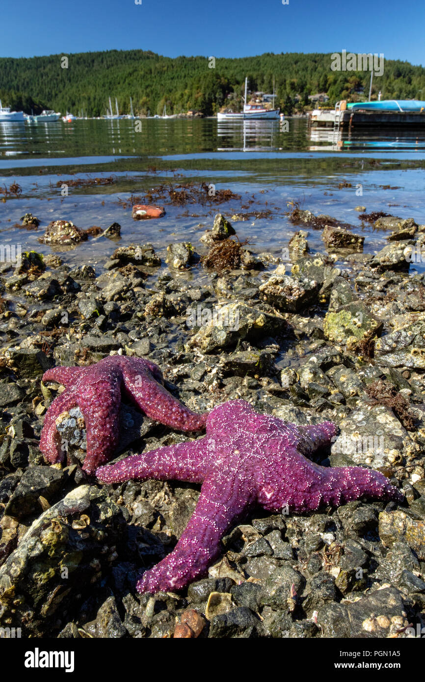 Étoile de mer pourpre (Pisaster ochraceus) - Brentwood Bay, Saanich Peninsula, île de Vancouver, Colombie-Britannique, Canada Banque D'Images