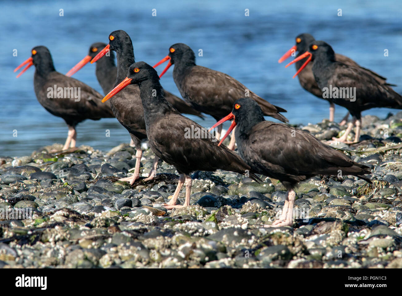 Groupe d'Huîtriers (Haematopus bachmani) - La lagune Esquimalt, Victoria, île de Vancouver, Colombie-Britannique, Canada Banque D'Images