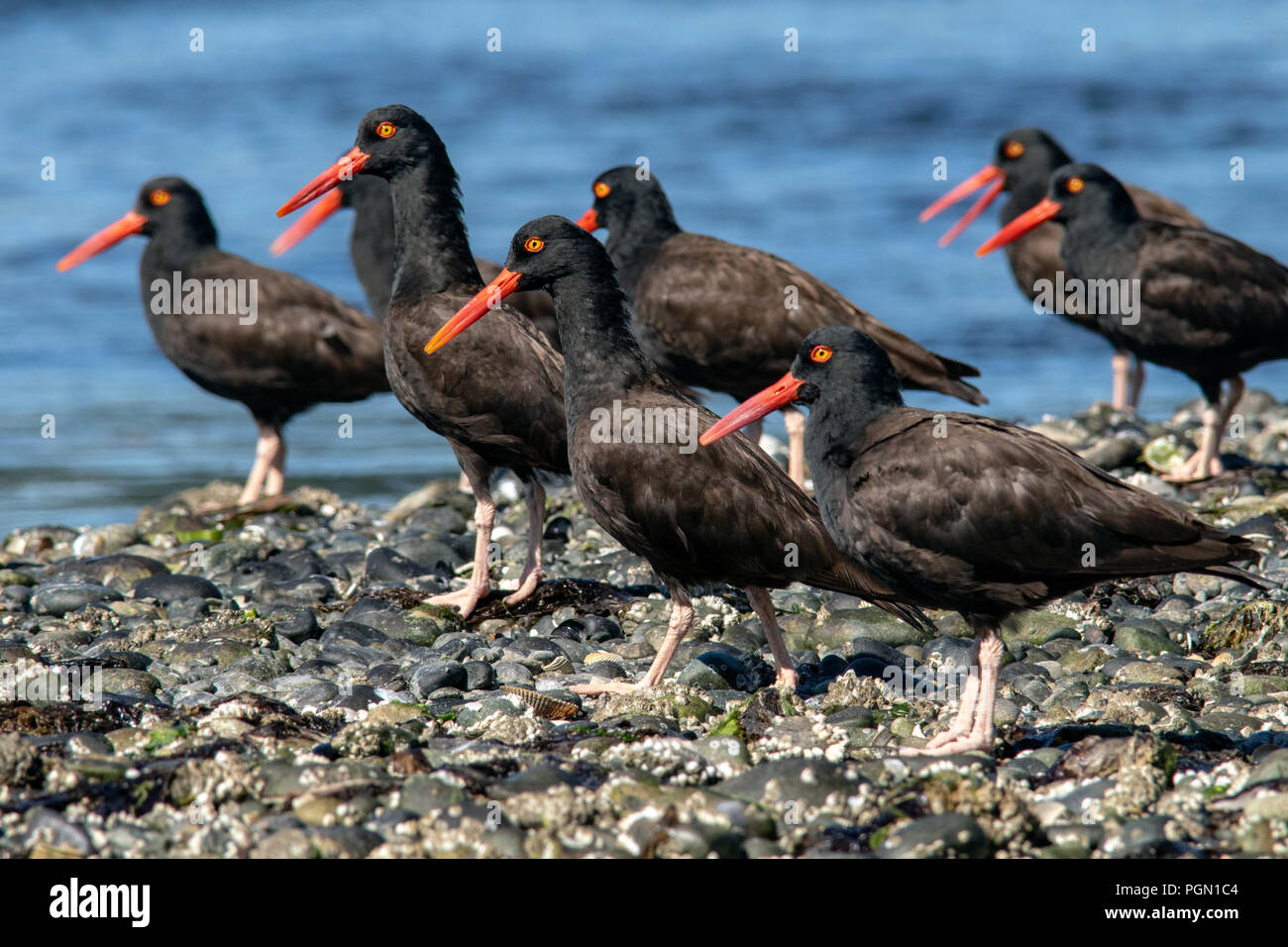 Groupe d'Huîtriers (Haematopus bachmani) - La lagune Esquimalt, Victoria, île de Vancouver, Colombie-Britannique, Canada Banque D'Images