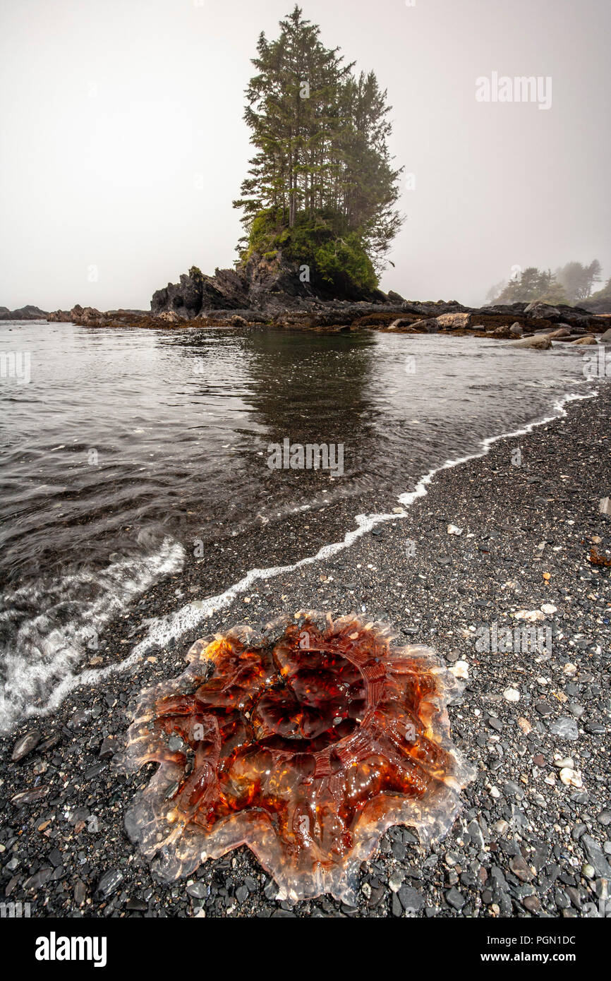 Méduse à crinière de lion (Cyanea capillata) - Botanical Beach Provincial Park et Botany Bay - Juan de Fuca Marine Trail - Port Renfrew, l'île de Vancouver Banque D'Images