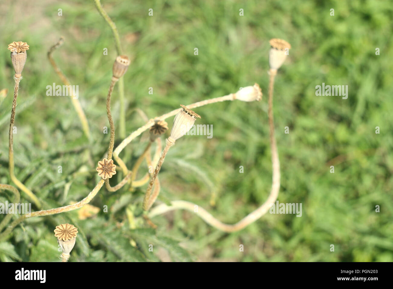 Papaver rhoeas sans fleurs Banque D'Images