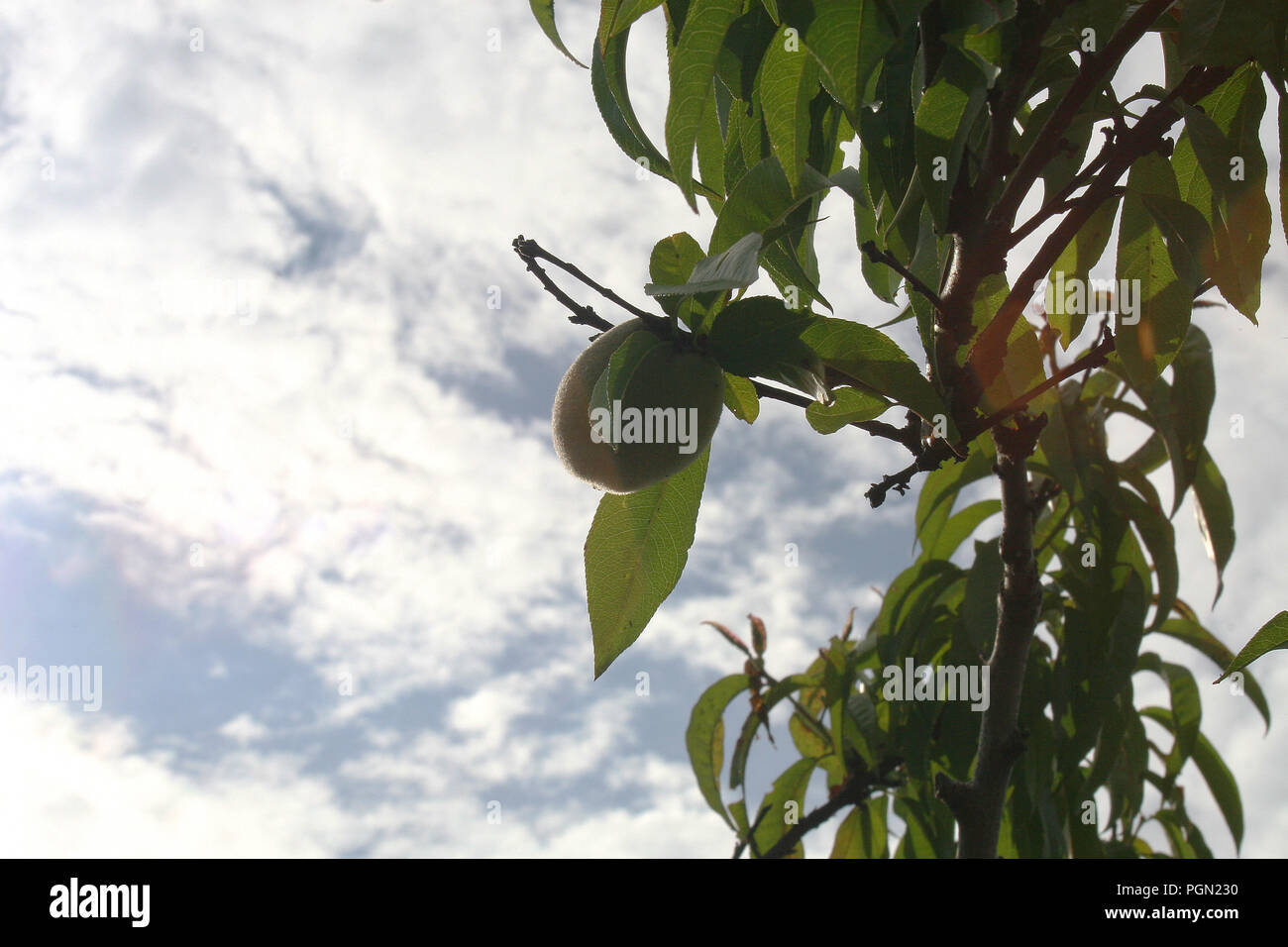 Début de pêche sur l'arbre avec le ciel en arrière-plan Banque D'Images