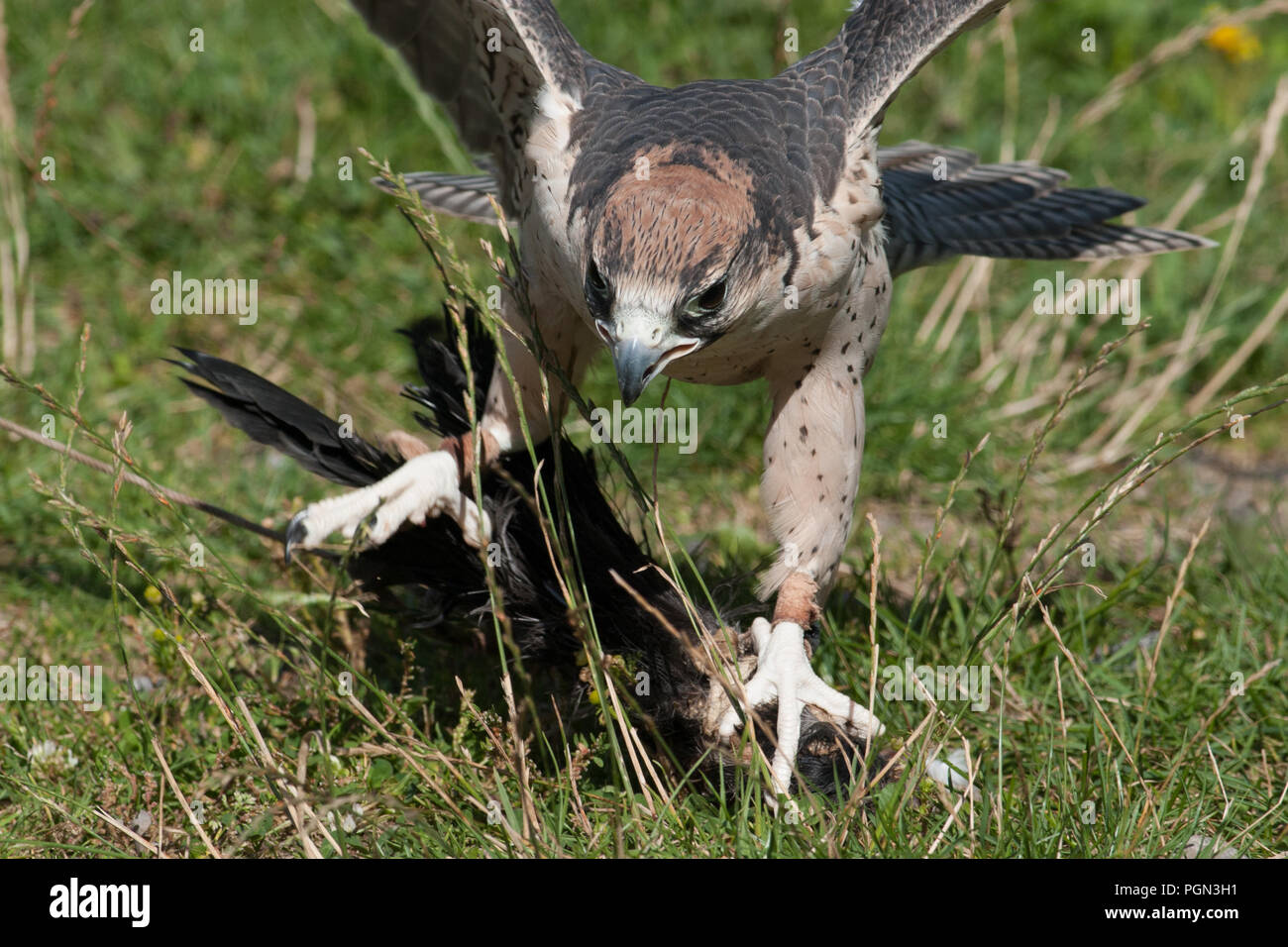 Poste, Juggerfalk falcon (Falco jugger) Banque D'Images