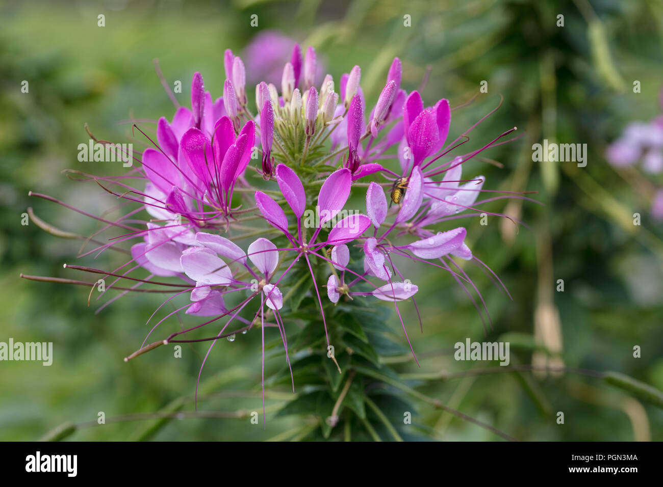 'Senorita Rosalita' Fleur araignée, Paradisblomster (Cleome hybride) Banque D'Images