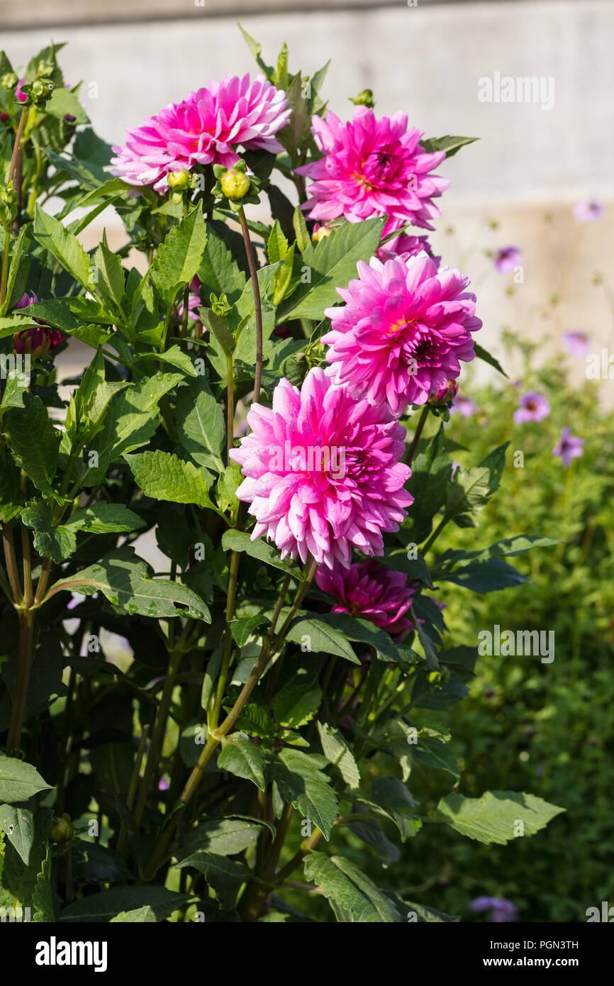 'Rosella' Dahlia décoratif formel, Dekorativdahlia (Dahlia x Hortensis) Banque D'Images