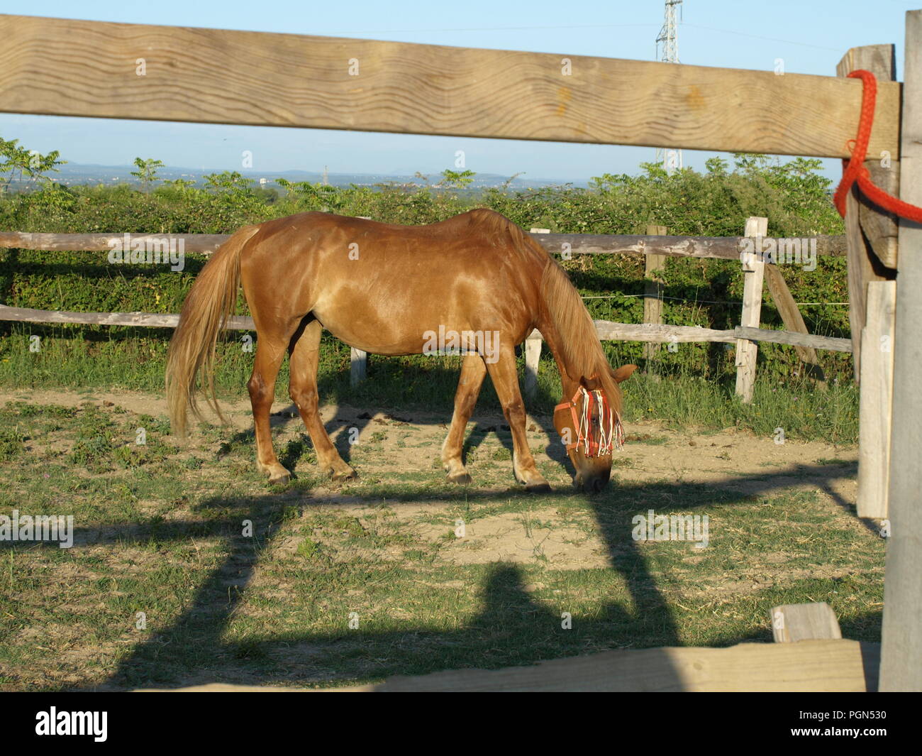 Chevaux Et Anniversaire Avec Les Enfants Photo Stock Alamy