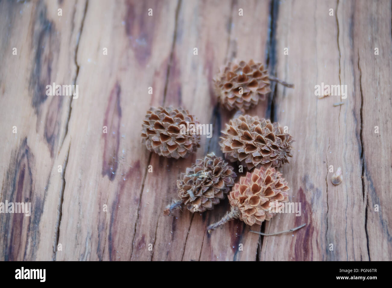 Sécher les graines tombées de Casuarina equisetifolia (ironwood commun) des fruits sur fond d'arbre coupé. La déforestation et la reforestation concept. Banque D'Images