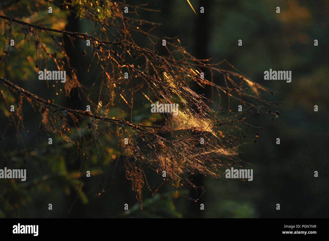 Le soir Web forêt, éclairé par la lumière du soleil couchant. Banque D'Images