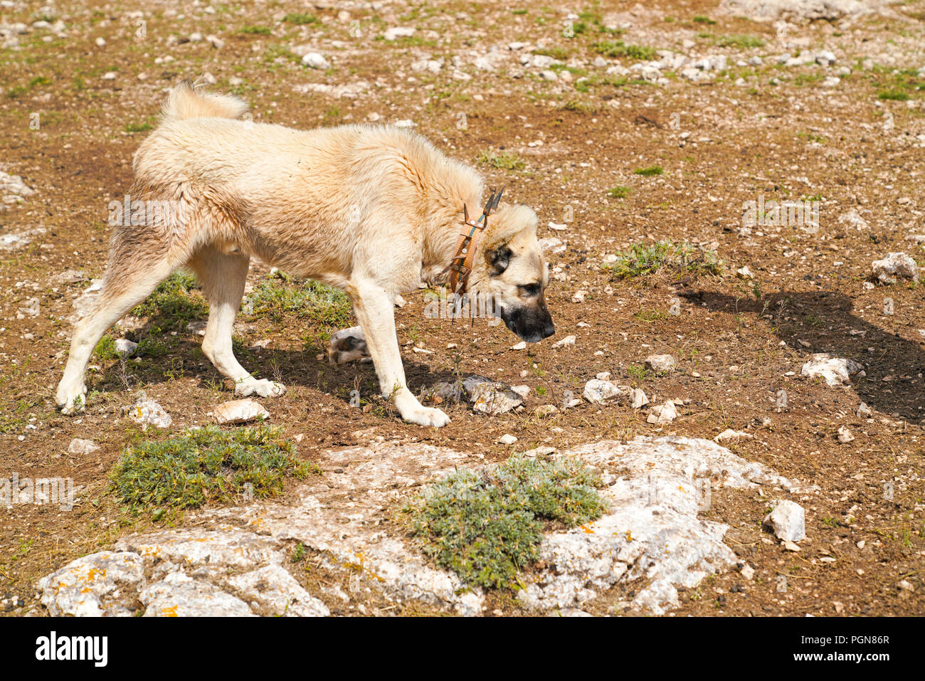 Chien de berger d'Anatolie avec col à pointes de fer près de berger Banque D'Images