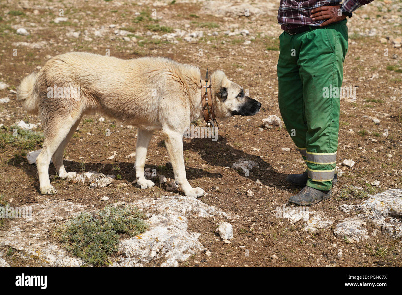 Chien de berger d'Anatolie avec col à pointes de fer près de berger Banque D'Images