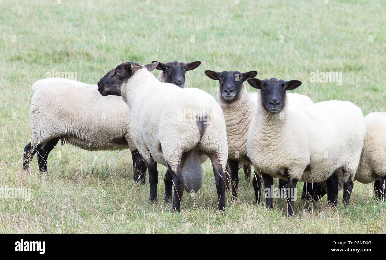 Close up image of New Zealand Moutons Suffolk Banque D'Images