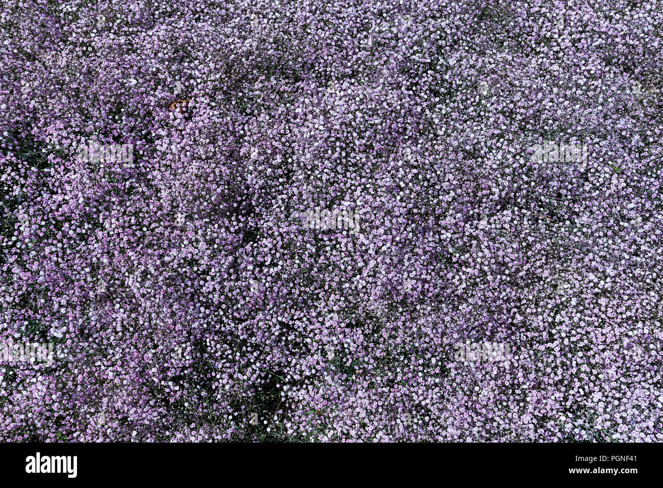 Baby's-breath gypsophila Gypsophila paniculata, (Allemagne), Banque D'Images