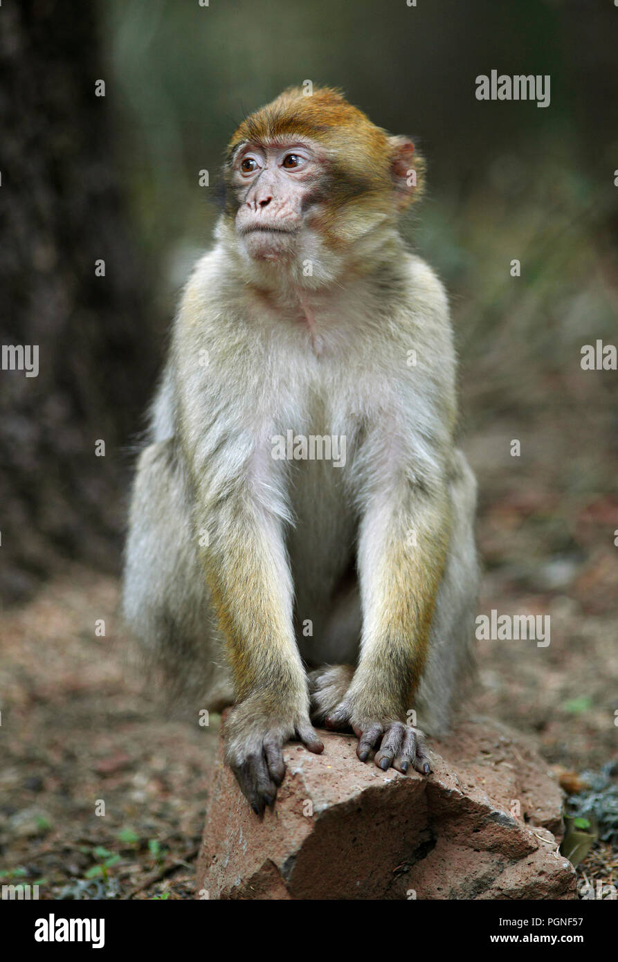 Macaque de Barbarie (Macaca sylvanus), Parc National de Aguelmane, Drâa-Tafilalet Province, Maroc Banque D'Images