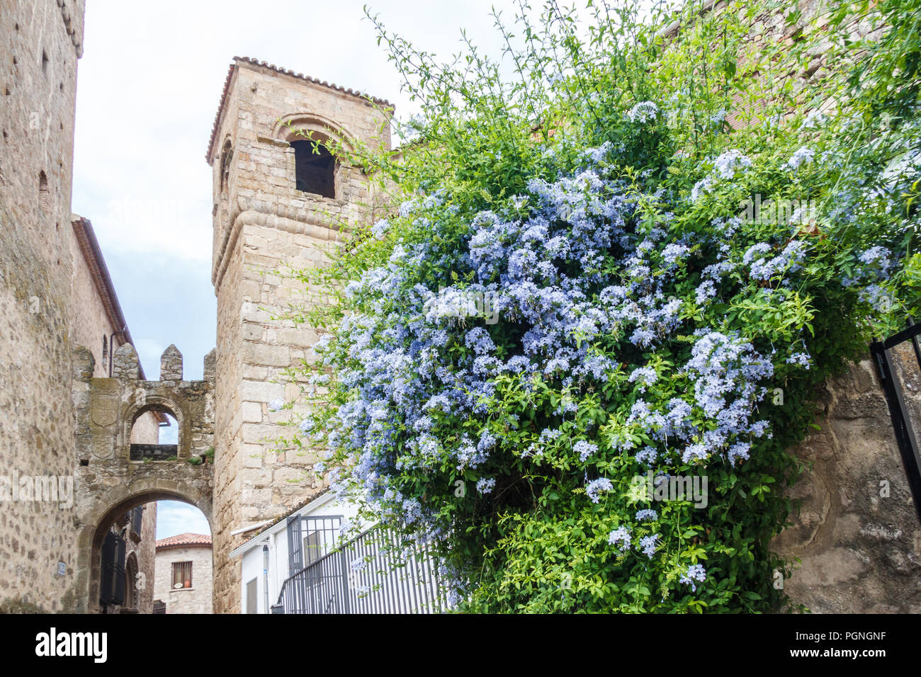 De plus en plus d'arbustes Ceanothus bleu poudre contre mur dans la vieille ville médiévale, Trujillo, Espagne Banque D'Images
