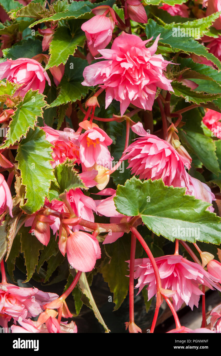 Les bégonias roses en pleine floraison qui sont idéales pour les paniers, les jardinières, bacs etc. Banque D'Images