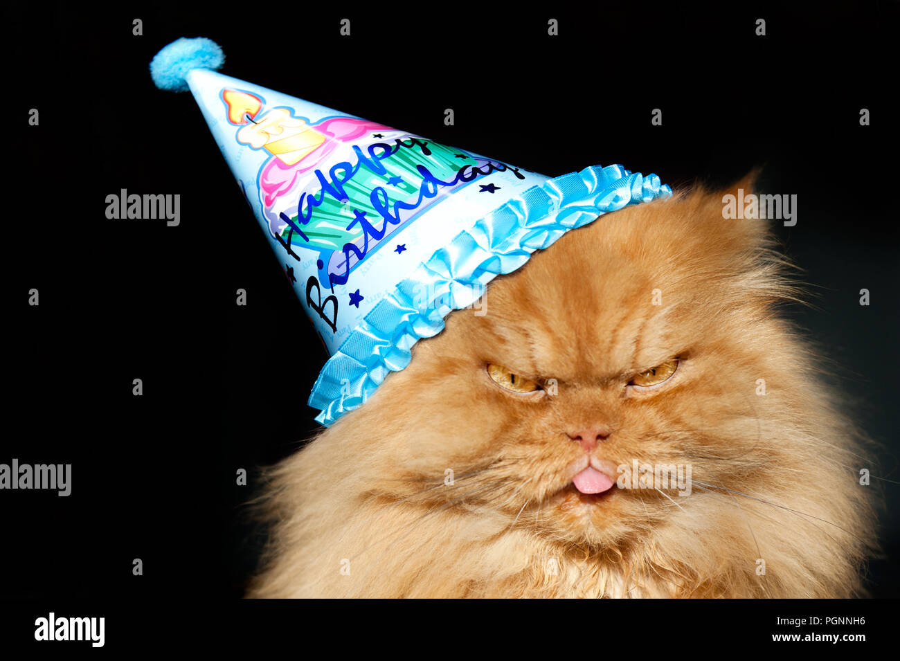 Chat persan Orange wearing Birthday party hat,Istanbul Banque D'Images