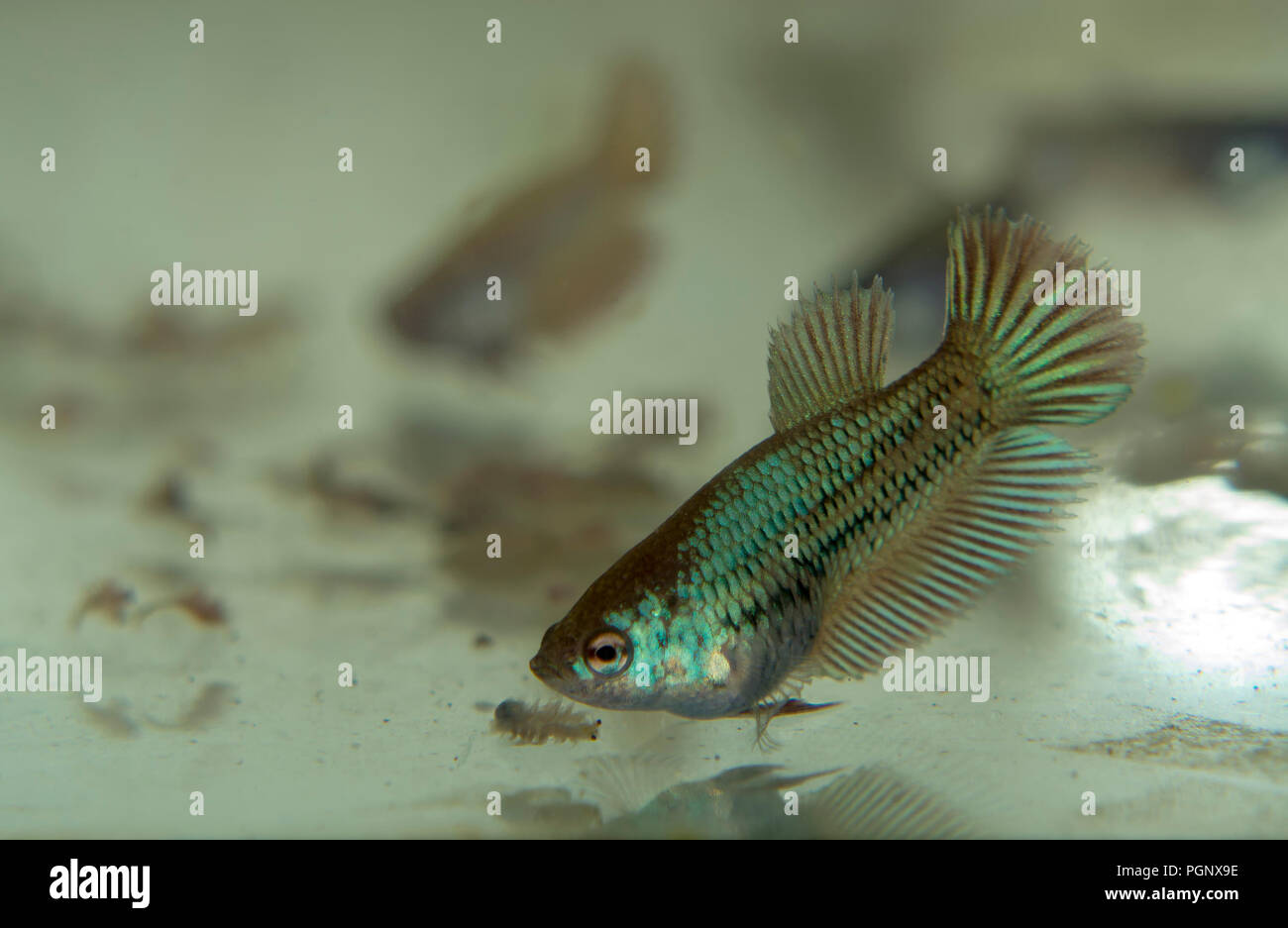 Nourrir Bebe Siamois Combats Poissons Dans L Aquarium Avec Des Crevettes De Mer Surgeles Photo Stock Alamy
