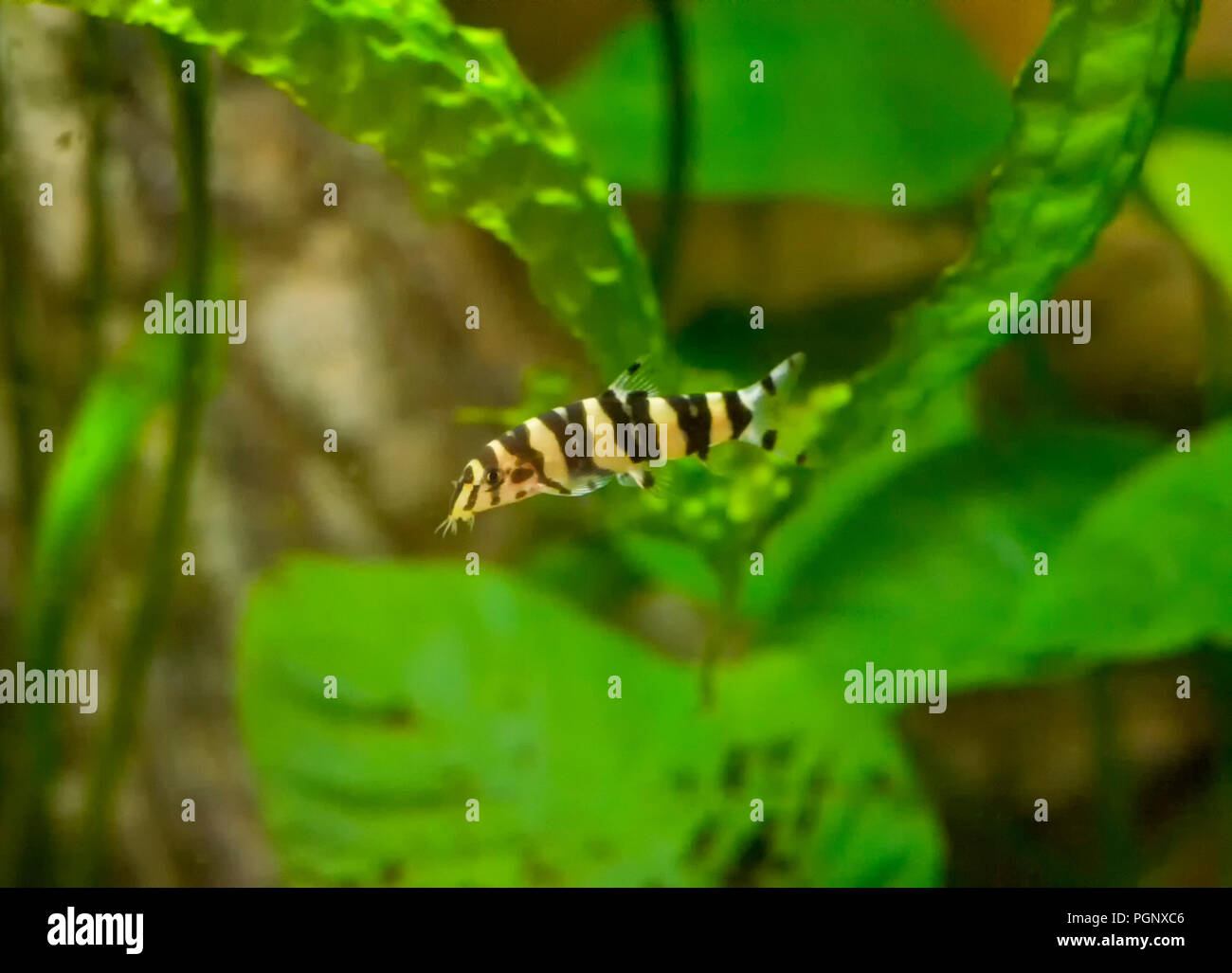 Botia Clown Photos Botia Clown Images Alamy