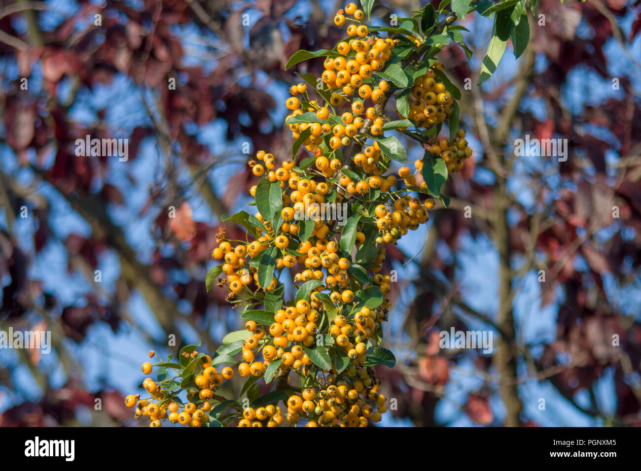 Les baies sauvages jaune Rowan, Sorbus aucuparia avec arrière-plan flou dans la forêt. Banque D'Images