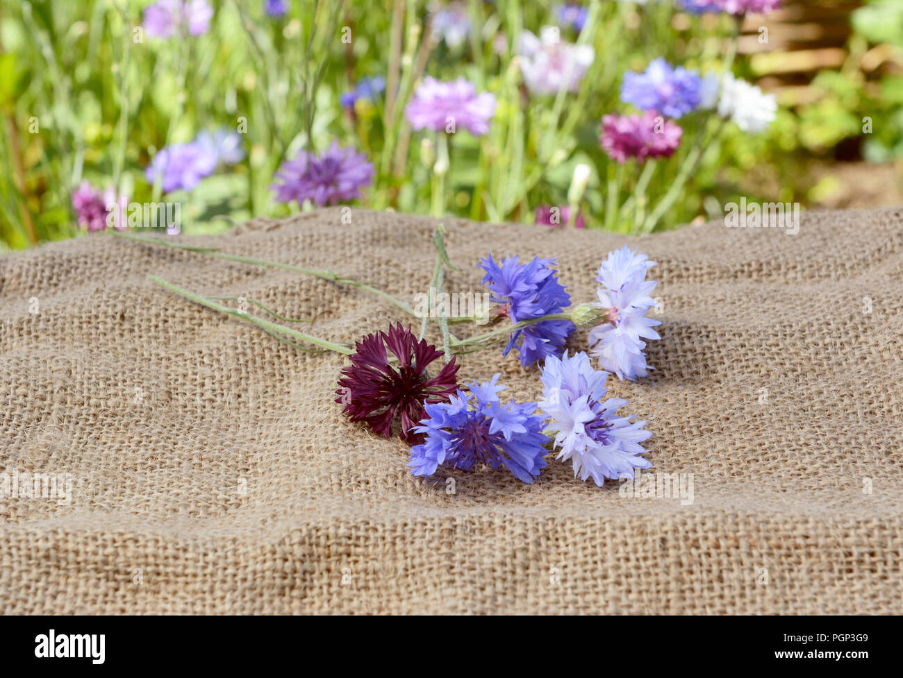Frais coupé bleu et violet barbeaux jonchent sur un sac en toile de jute avec un lit de fleur au-delà Banque D'Images
