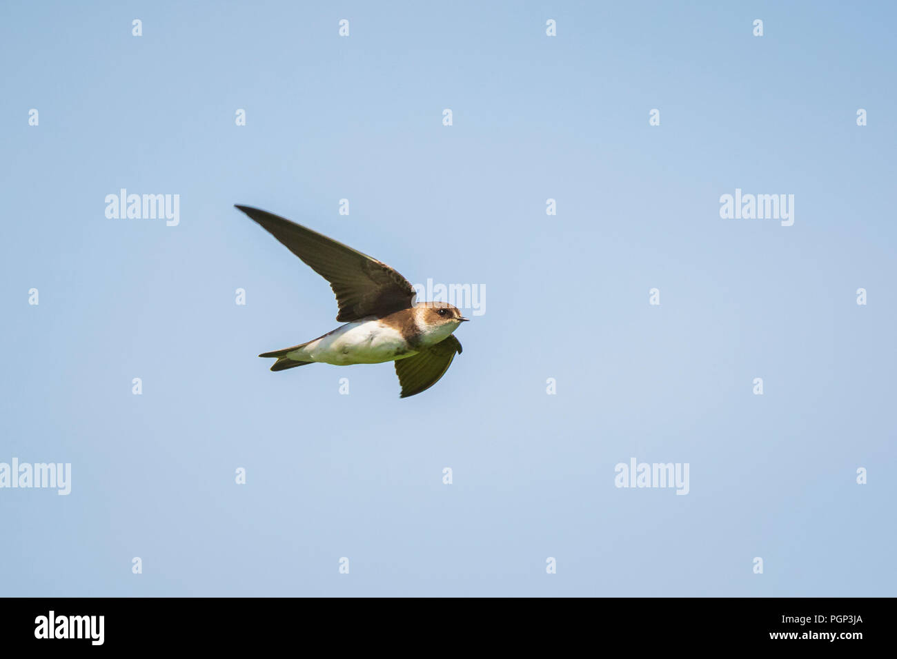 Sand martin, Riparia riparia, également connu sous le nom de l'hirondelle en vol, planant dans le ciel à la recherche d'une proie. Banque D'Images