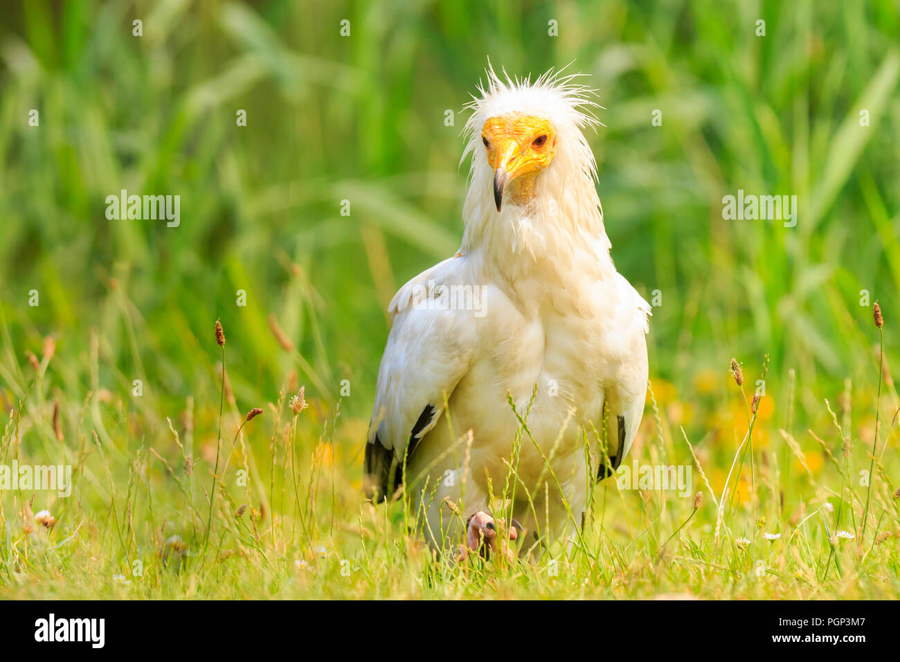 Percnoptère Neophron percnopterus oiseau de proie, le vautour charognard blanc ou de poulet du pharaon, libre dans un pré vert Banque D'Images