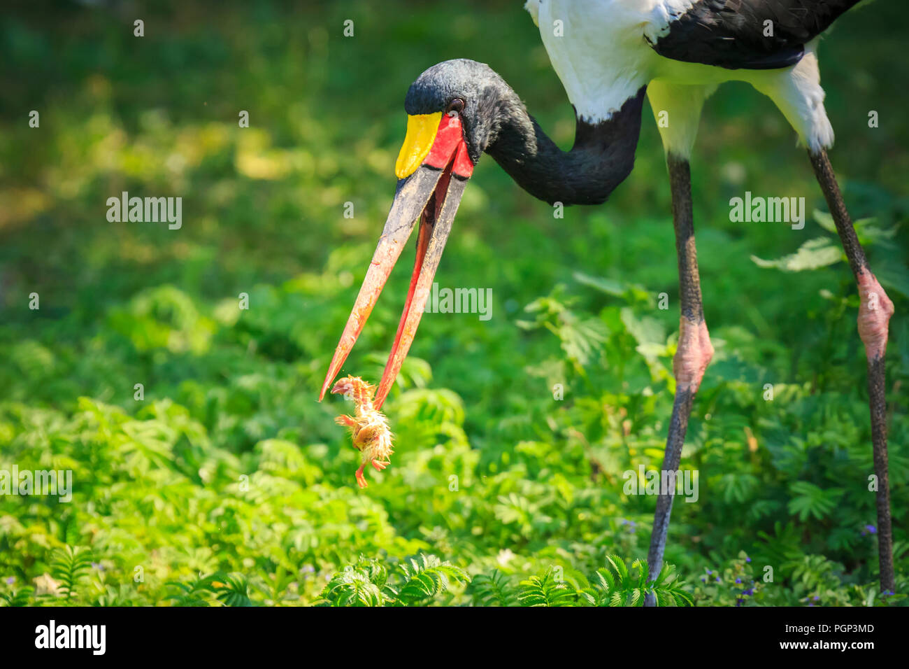 Close up portrait of a Saddle-billed stork colorés Ephippiorhynchus senegalensis alimentation et l'alimentation d'un petit oiseau poussin non éclos. Banque D'Images