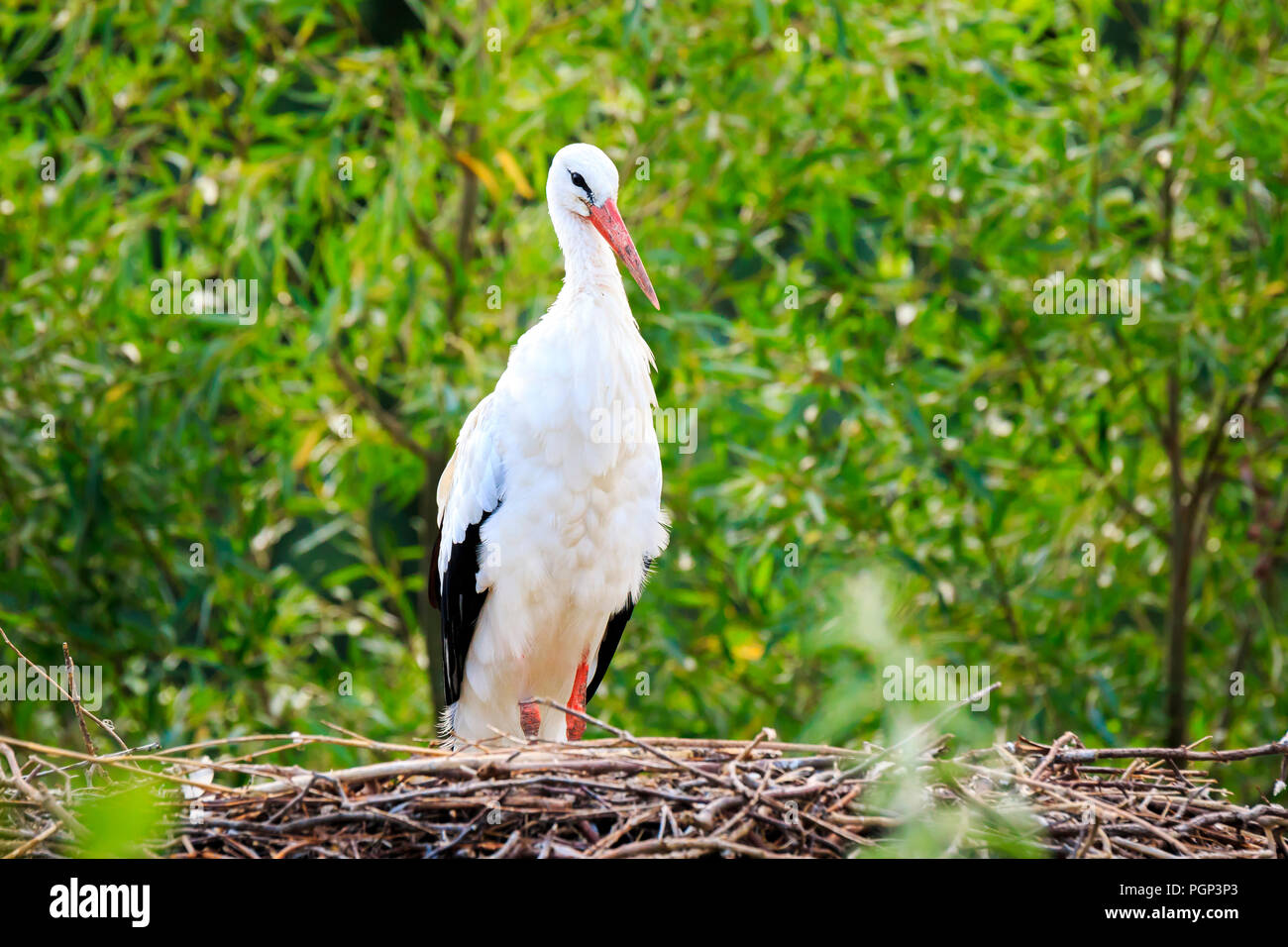 Libre d'une cigogne Ciconia ciconia d'oiseaux qui se reproduisent dans l'nid dans une forêt avec de jolies couleurs vives et sunlight, selective focus est utilisé. Banque D'Images