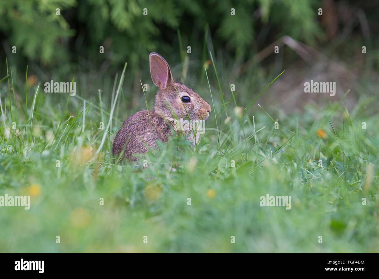 Bebe Lapin Bunny Sylvilagus Floridanus Photo Stock Alamy
