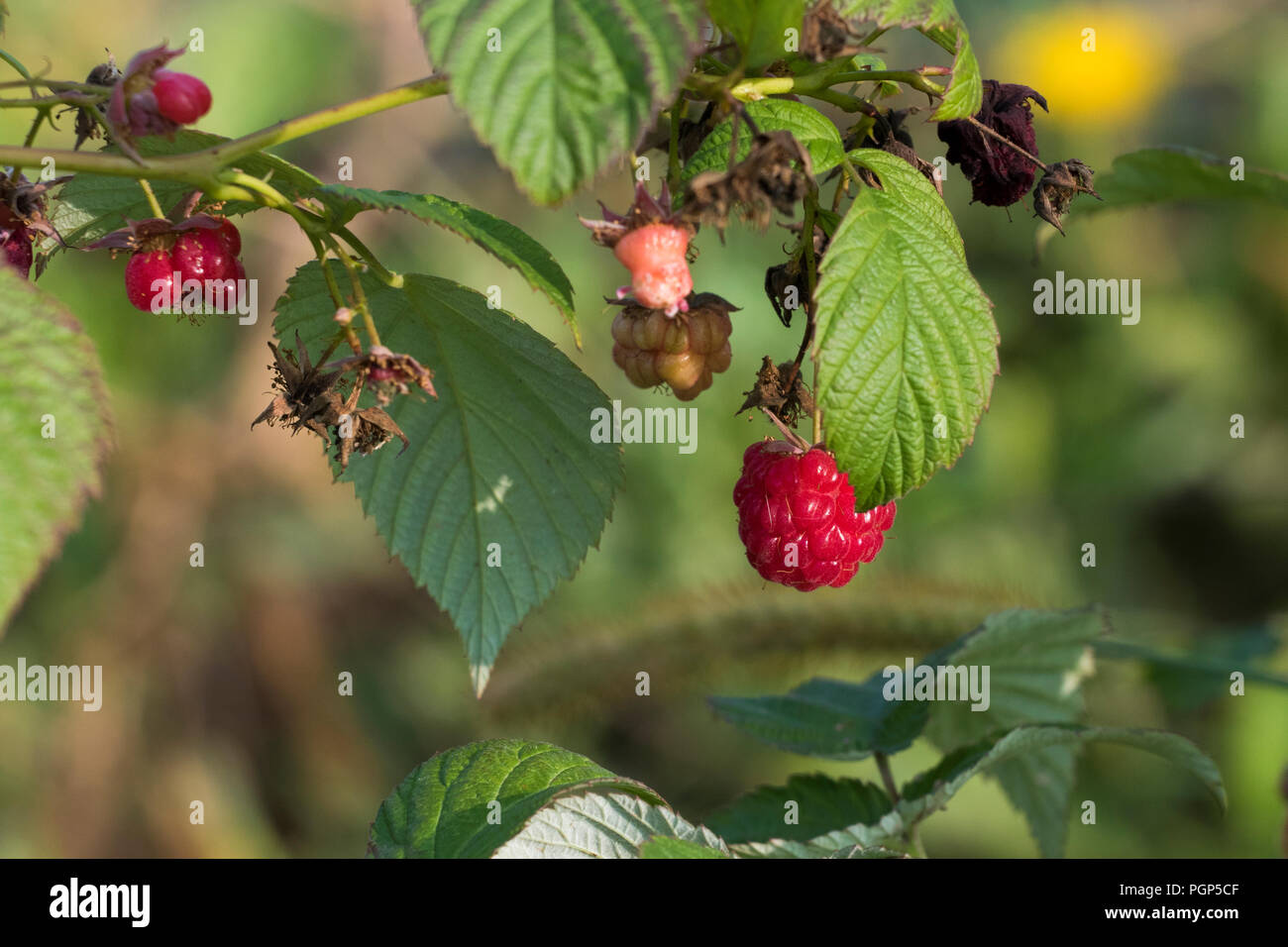 Framboise bio Banque D'Images