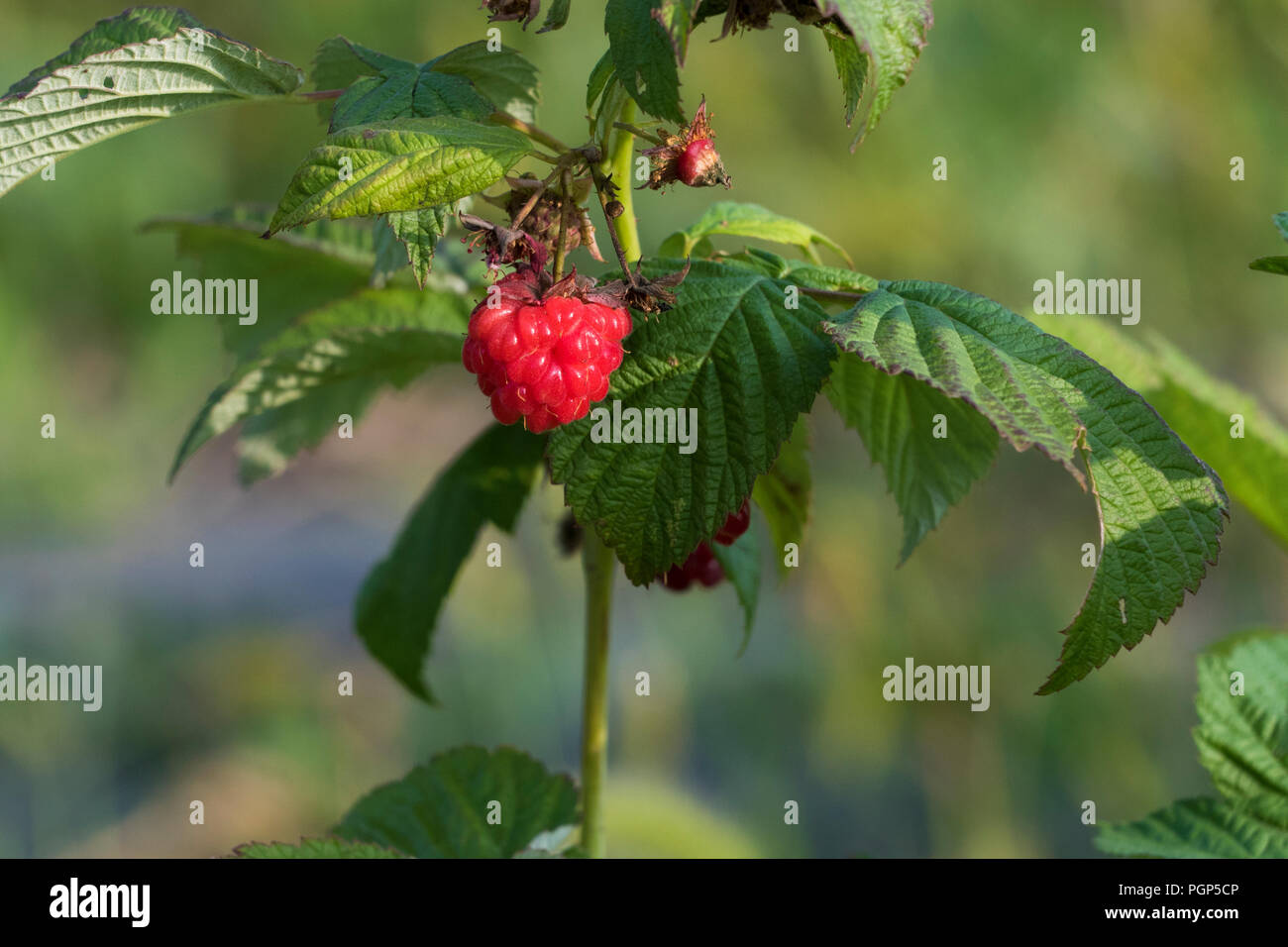 Framboise bio Banque D'Images