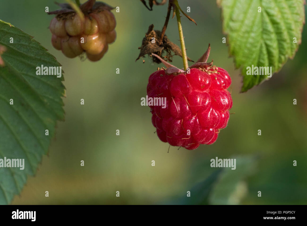 Framboise bio Banque D'Images