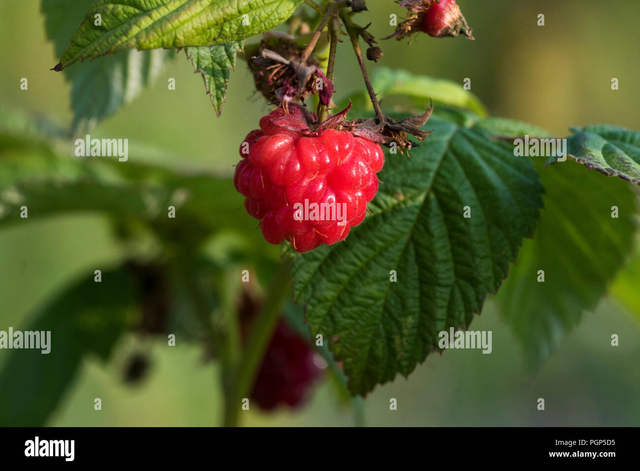 Framboise bio Banque D'Images